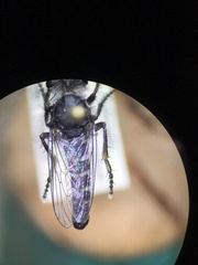 Cyrtopogon