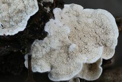 Byssomerulius corium