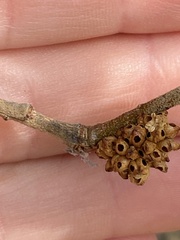 Callirhytis serricornis