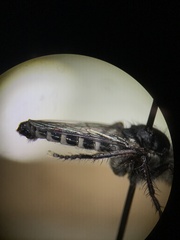 Cyrtopogon