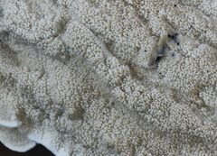 Byssomerulius corium