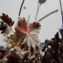 Potentilla vulcanicola