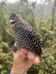 Thamnophilus doliatus