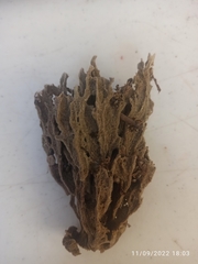Clathria prolifera