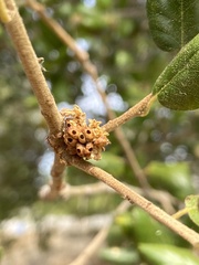 Callirhytis serricornis