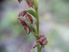 Platanthera obtusata