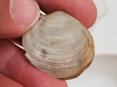 Semele proficua