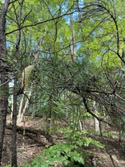 Pinus virginiana