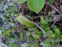 Platanthera obtusata