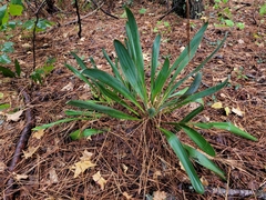 Yucca filamentosa