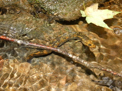 Desmognathus marmoratus