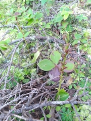 Platanthera obtusata