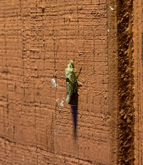 Pelochrista similiana