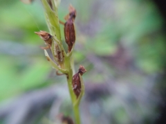 Platanthera obtusata