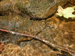 Desmognathus marmoratus