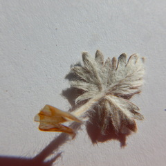 Potentilla vulcanicola