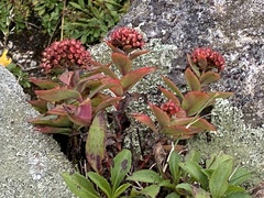 Hylotelephium telephioides