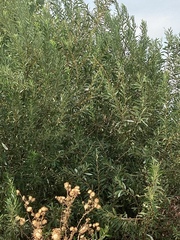 Salix lasiolepis