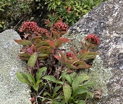 Hylotelephium telephioides