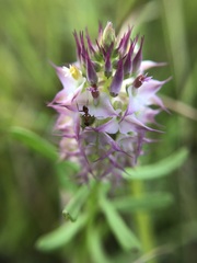 Polygala cruciata