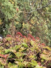 Hylotelephium telephioides