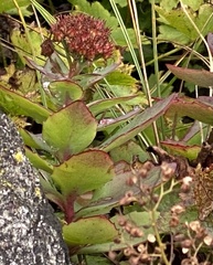 Hylotelephium telephioides