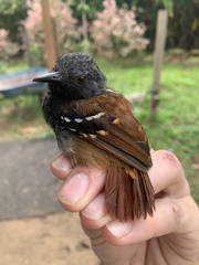 Sciaphylax hemimelaena