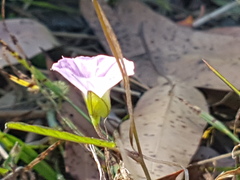 Polymeria