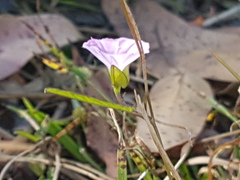 Polymeria