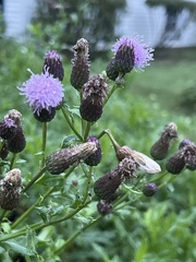 Cirsium