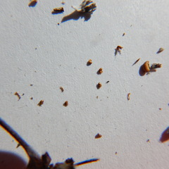 Potentilla vulcanicola