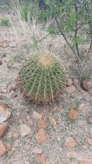 Ferocactus histrix