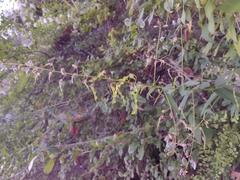 Desmodium paniculatum