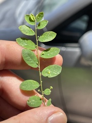 Phyllanthus tenellus