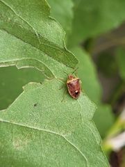 Dendrocoris humeralis