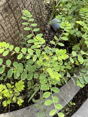 Phyllanthus tenellus