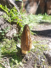 Morchella australiana