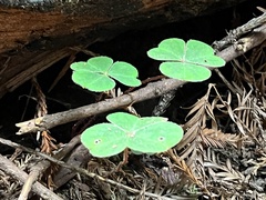Oxalis oregana