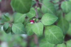 Fuchsia thymifolia