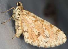 Stamnodes tessellata