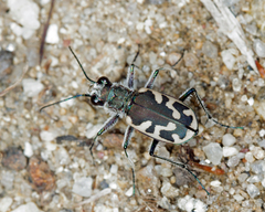 Cicindela formosa
