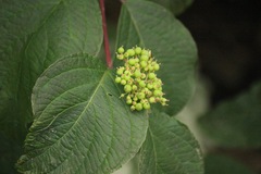 Cornus sericea