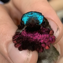 Heliomaster longirostris