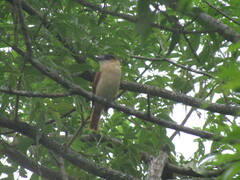 Pachyramphus aglaiae