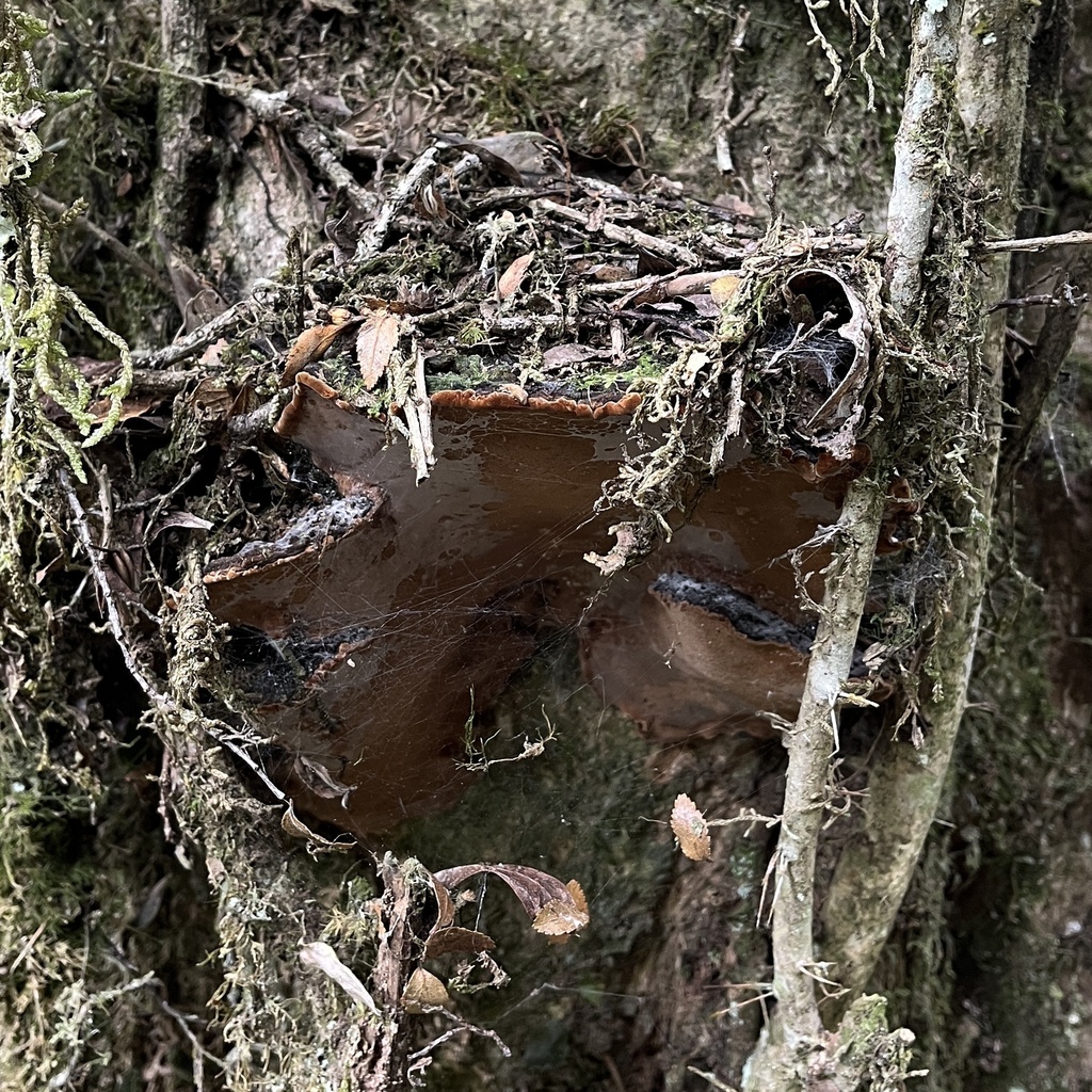 Fuscoporia senex · September 2022 · photo: © cristianriquelme (iNaturalist, cc-by)