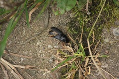 Pseudoophonus