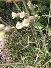 Silene drummondii
