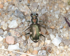 Cicindela scutellaris