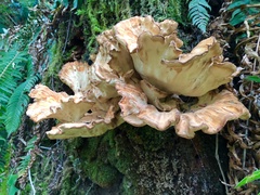 Laetiporus conifericola