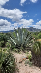 Agave